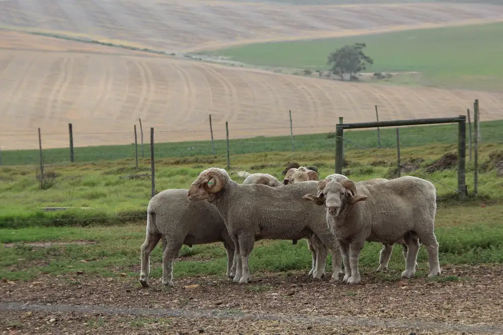 Merino Overal Pro Miminko